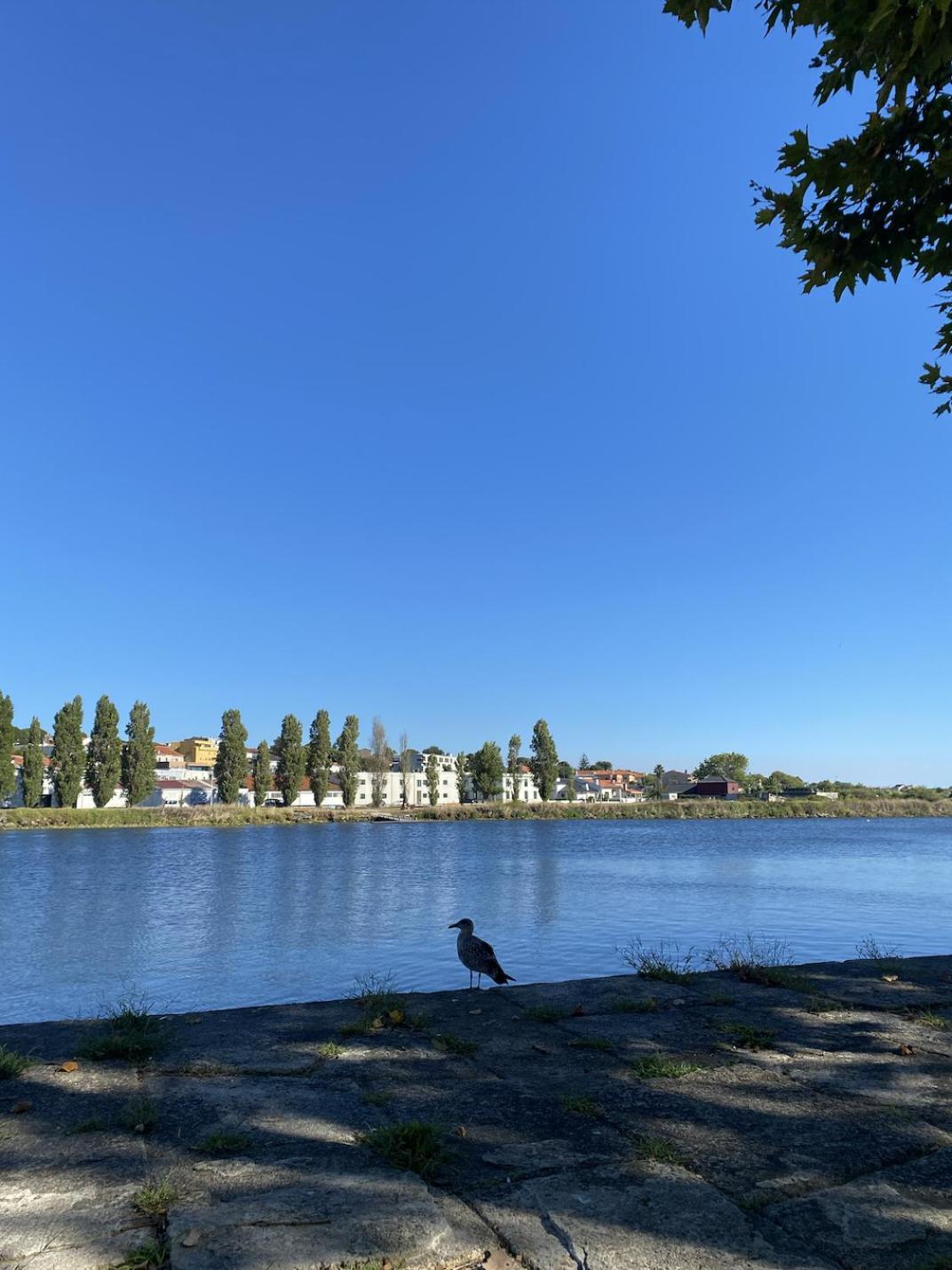 Apartament Praceta Vila Do Conde Exteriör bild